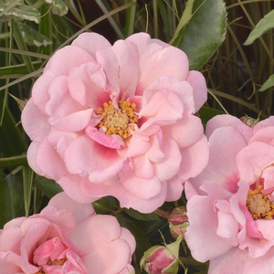 Roz deschis - trandafir pentru straturi Floribunda